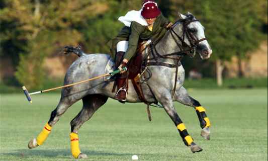 Polo Player