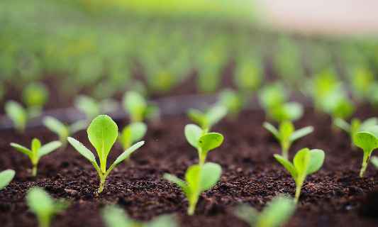 Soil Scientist/Plant Scientist