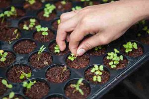 Urban Farming