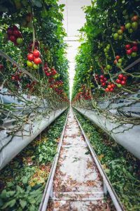 Urban Farming