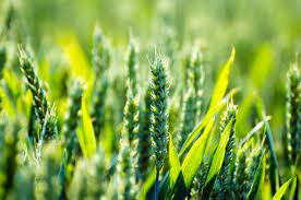 A sunlit green wheat field, vibrant and serene, basking in the warm rays of sunlight.