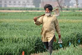 A farmer walks through a wheat field tending to his crops.